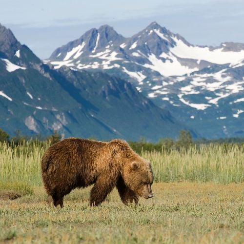 Alaska brown bear